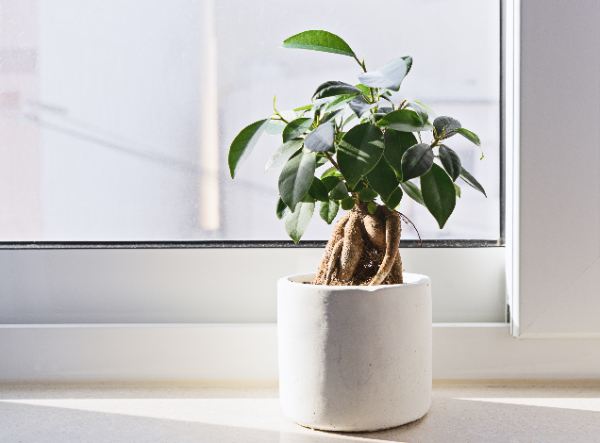 A small potted plant with thick roots and green leaves sits on a windowsill, with sunlight coming through the window behind it.